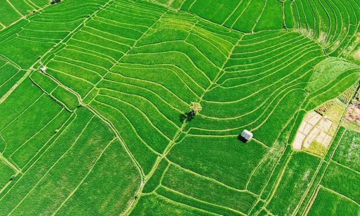 Green rice paddies in curving terraced rows seen from above